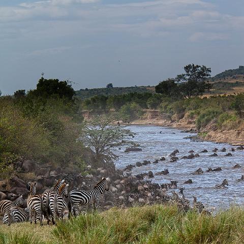 028 Kenia, Masai Mara, migratie gnoes en zebra's.jpg